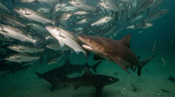 Rare Underwater Footage Catches Brown Sharks Hunting Stripers Off Rhode Island